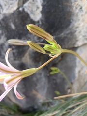 Brodiaea sierrae