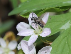 Andrena erigeniae