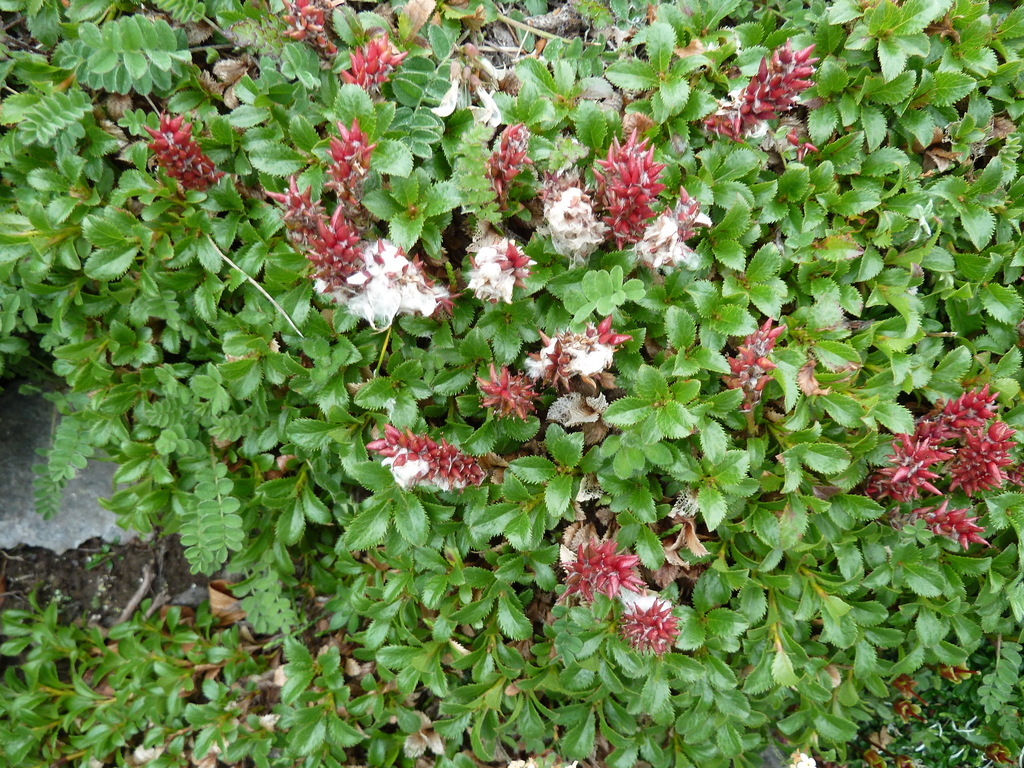 Salix berberifolia