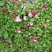Salix berberifolia - Photo (c) prevedmedved, algunos derechos reservados (CC BY-NC)
