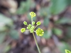 Donnellsmithia ternata
