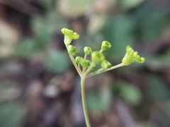 Donnellsmithia ternata