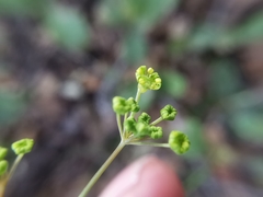 Donnellsmithia ternata