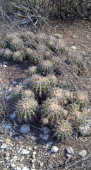 Ferocactus flavovirens