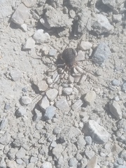 Eumesosoma