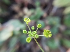 Donnellsmithia ternata