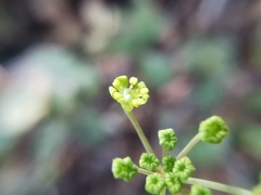 Donnellsmithia ternata