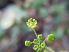 Donnellsmithia ternata