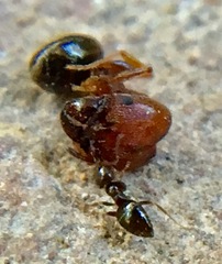 Pheidole crassicornis