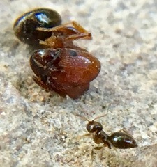 Pheidole crassicornis