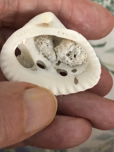 Rocellaria stimpsonii Tryon, 1861