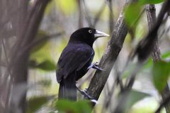 Yellow-Billed Cacique photo 3