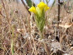 Castilleja lacera