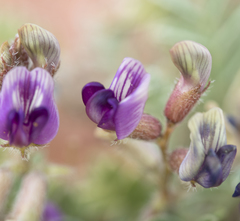 Astragalus desperatus