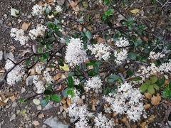 Ceanothus buxifolius