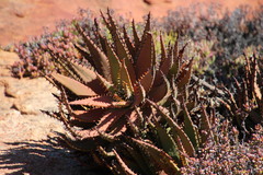 Aloe melanacantha