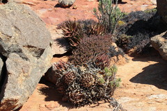 Aloe melanacantha