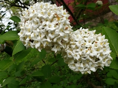 Viburnum carlcephalum