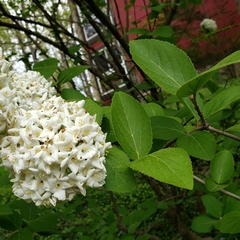 Viburnum carlcephalum