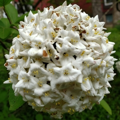 Viburnum carlcephalum