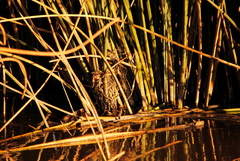 Tachuris rubrigastra