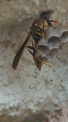 Polistes exclamans