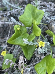 Kedrostis nana