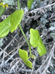 Kedrostis nana