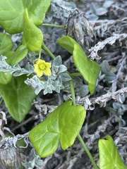 Kedrostis nana