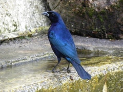 Molothrus bonariensis