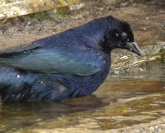 Molothrus bonariensis