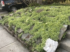 Aegopodium podagraria