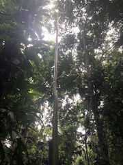 Capirona macrophylla