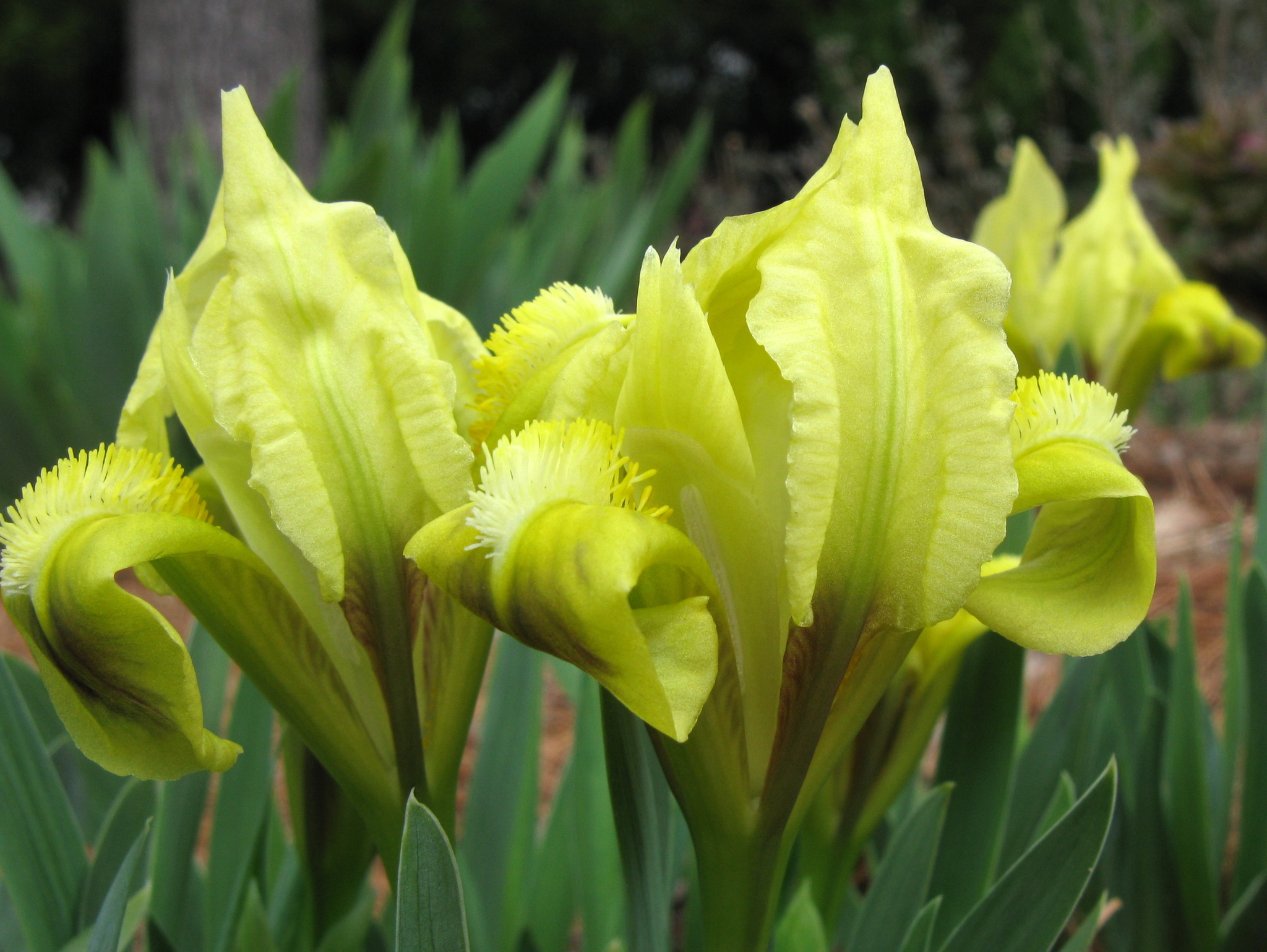 Iris pumila