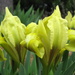 Dwarf Iris - Photo (c) Bob Gutowski, some rights reserved (CC BY)