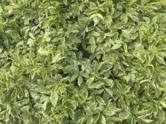 Aegopodium podagraria