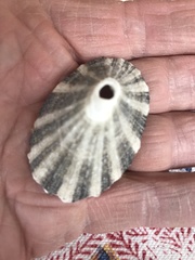Diodora