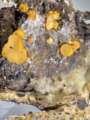 Arachnopeziza aurelia