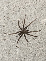 Lycosa erythrognatha