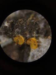 Arachnopeziza aurelia