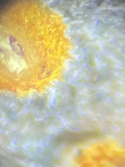 Arachnopeziza aurelia