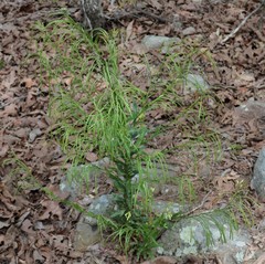 Borodinia missouriensis