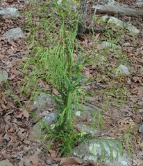 Borodinia missouriensis
