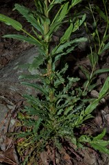 Borodinia missouriensis