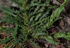 Borodinia missouriensis