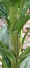 Borodinia missouriensis