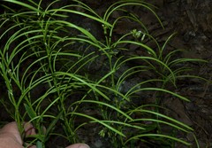 Borodinia missouriensis