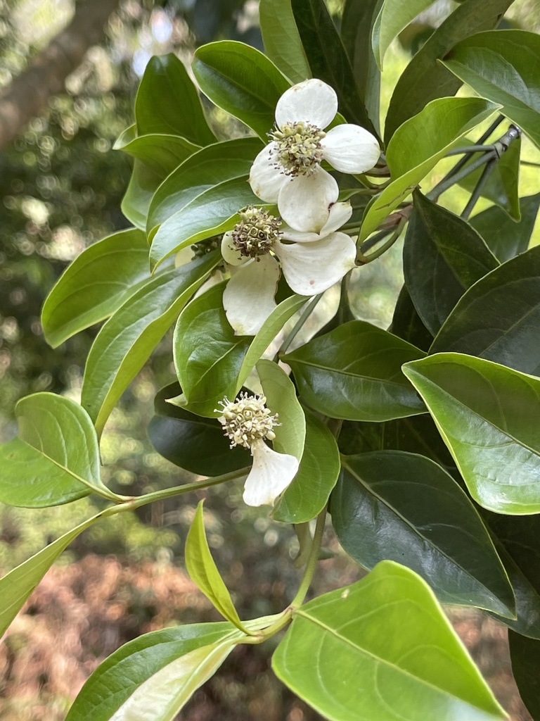 Thù du thường xanh – Cornus hongkongensis