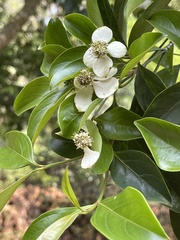 Cornus hongkongensis