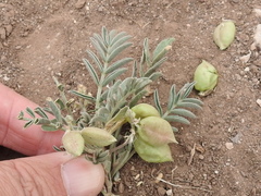Astragalus wootonii